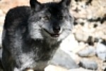 Where to see a wolf in Yellowstone