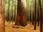Vacation In Redwood National Park